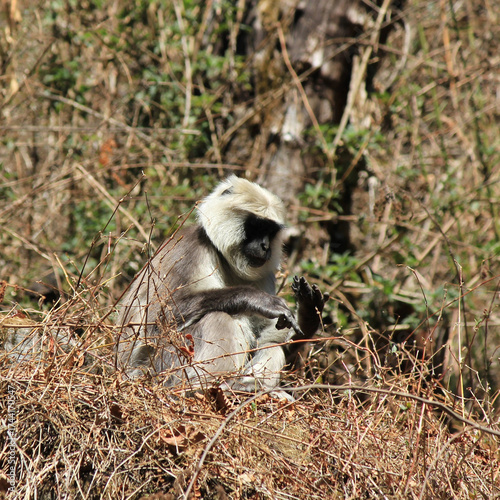 Photography Sitting grey langur monkey photographed in the Langtang Valley, Nepal