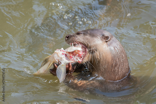 Otter