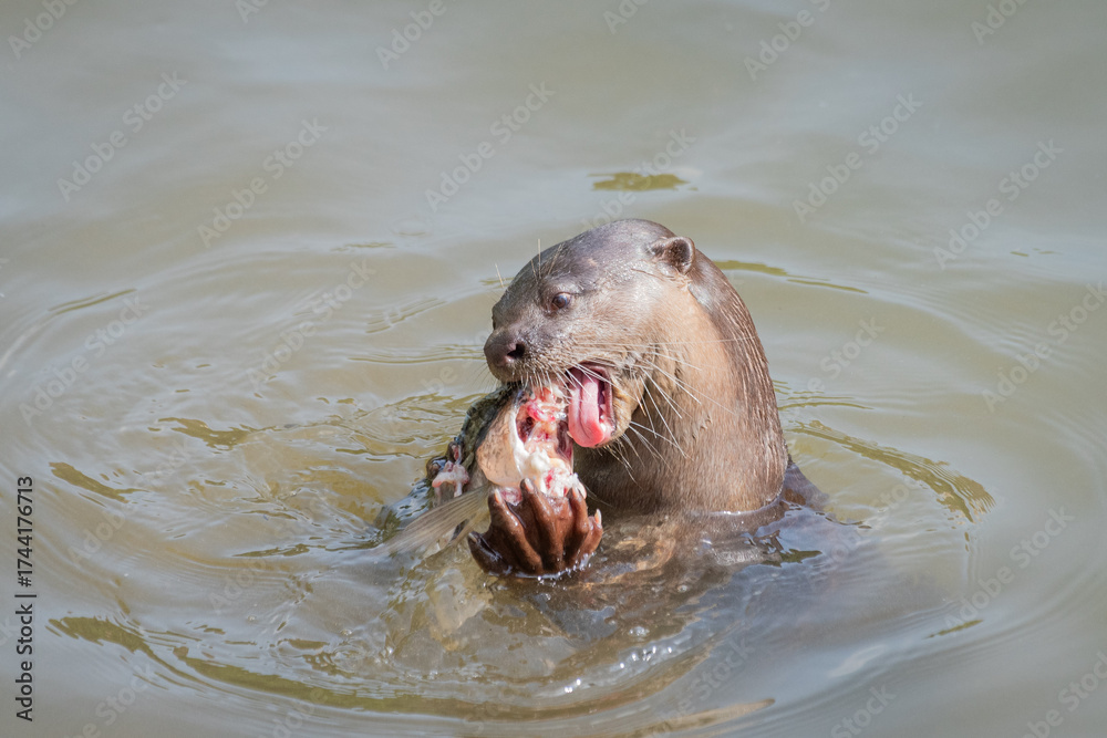 Fototapeta premium Otter