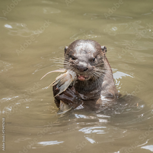 Otter