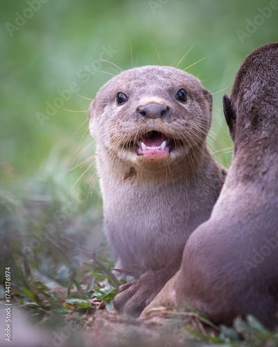 Otter