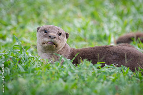 Otter