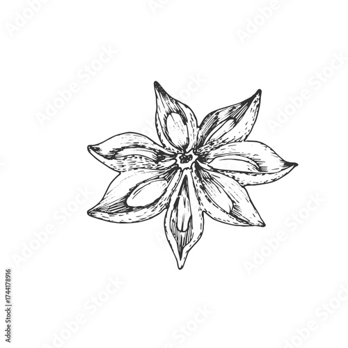 Anise star vector illustration, hand-drawn in ink. Element for menu design, spice labels, or mulled wine recipes.