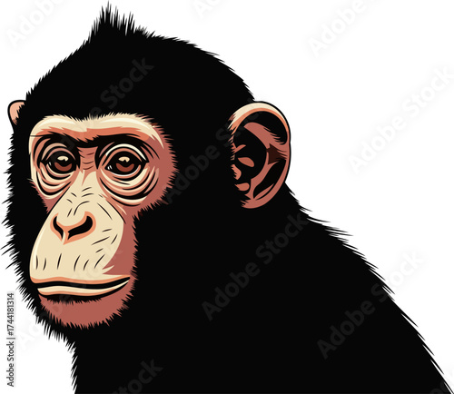 silent observer a thoughtful young chimpanzee gaze capturing primal intelligence, isolated on transparent background