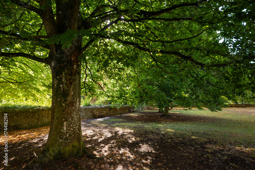 Early autumn scene in a park in Salisbury, Wiltshire, UK.  Trees with fallen leaves on the ground.