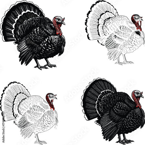 Vintage Turkey Vector Engraving Set Black White Line Art Farm Bird