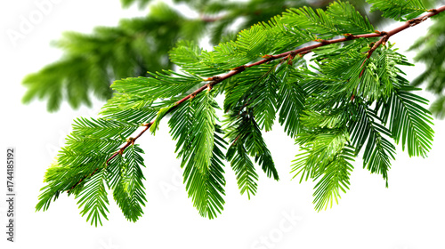 A close-up of a vibrant green Taxodium branch with delicate, feathery leaves against a transparent or bright white background.