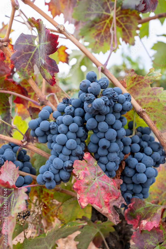 Obraz premium Ripe red grapes hanging on vine in autumn vineyard