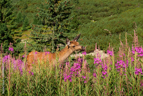 młoda sarna wśród kwitnących kwiatów - góry Tatry Polska