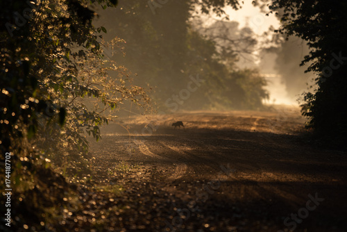 Golden morning light on rural dirt road in tropical forest with soft mist and small wild animal silhouette crossing path, tranquil nature wilderness scene