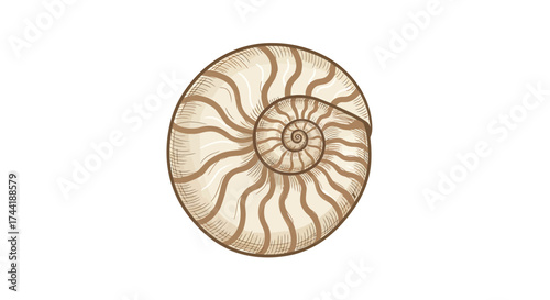 shell on white background