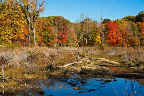 Wetland amid autumn foliage in the 