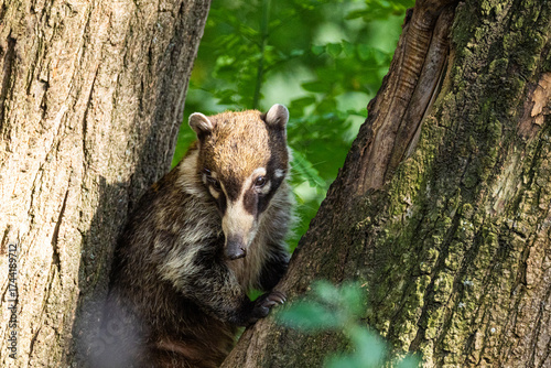 South American Coati, or Ring-tailed Coati Nasua nasua
