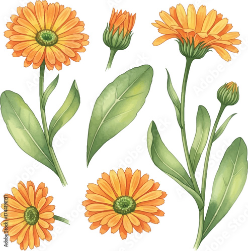 Watercolor Calendula Flowers and Leaves Botanical Set