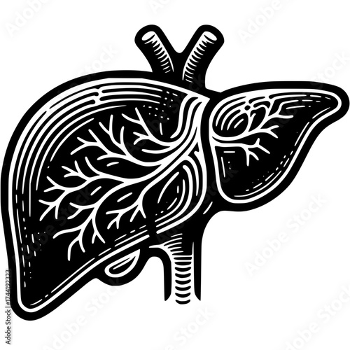 Anatomical Illustration of a Liver: A detailed illustration of a human liver showcasing its complex structure and network of vessels.