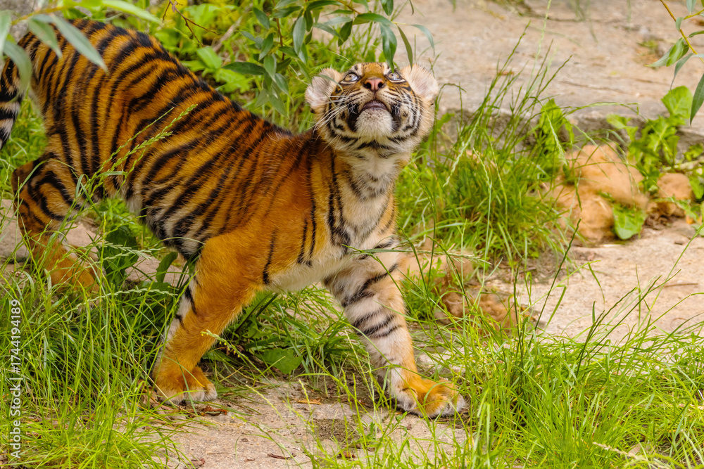 Fototapeta premium Sumatran tiger family with two little cubs