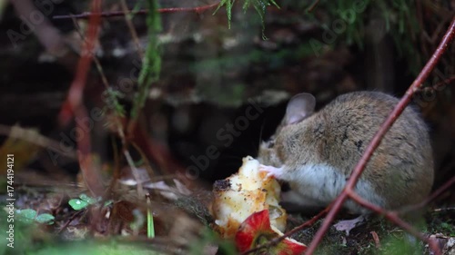 A Curious Forest Mouse Captured in its Natural and Fascinating Habitat in the Wild