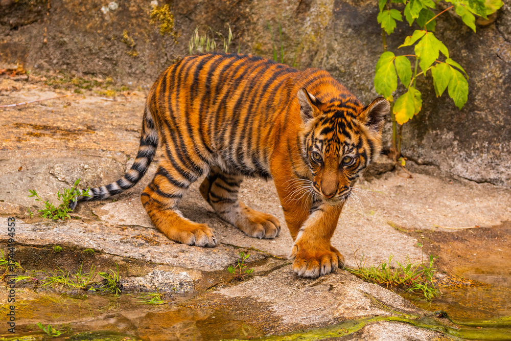 Obraz premium Sumatran tiger family with two little cubs