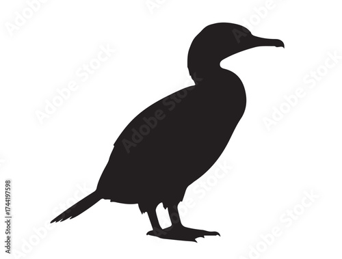  Cormorant side view in silhouette white background. 