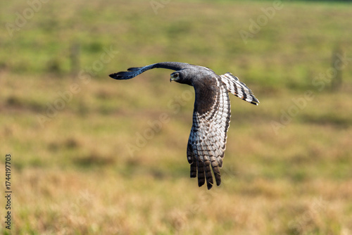 Close-up of dark hawk in mid-flight over grassy field, sharp focus on raptor’s wings and intense eyes, wild bird of prey gliding in natural habitat