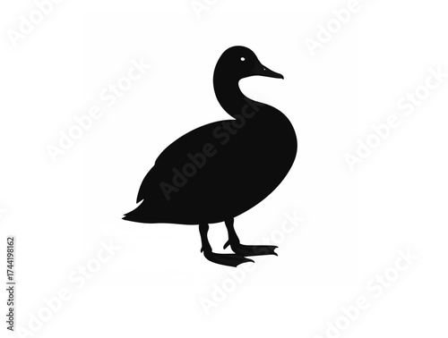  Cygnet bird in silhouette white background.