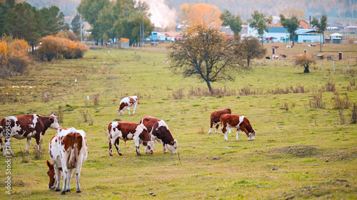 cows grazing in a field