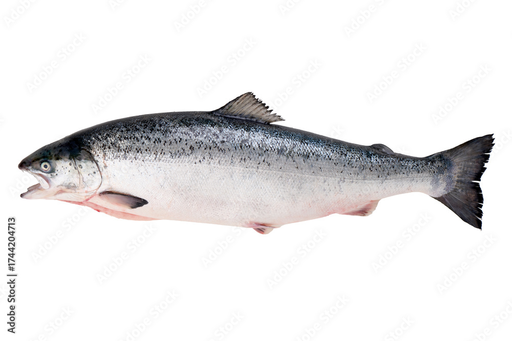 Naklejka premium Whole Raw Salmon Fish, isolated on white background