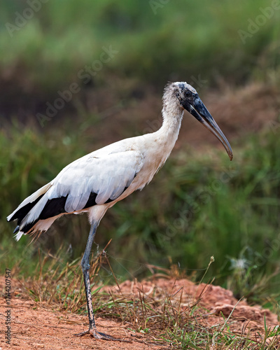Wood stork standing on red soil near grassy wetland, large white wading bird with long curved dark bill and black flight feathers in natural habitat
