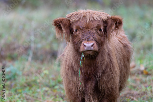 highland cow in the field