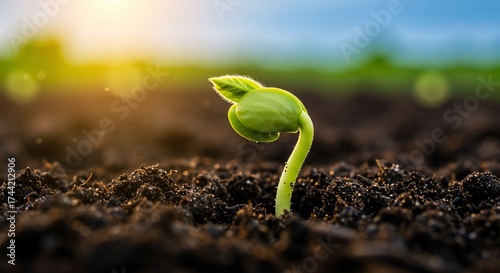 Young Green Sprout Growing in Fertile Soil at Sunrise.