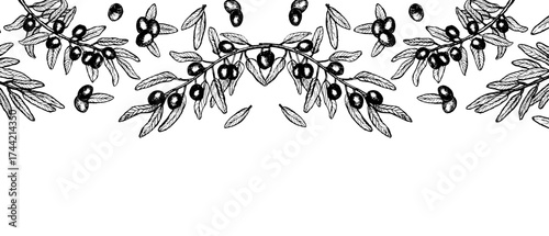 Horizontal border of olive plant, hand drawn vector texture illustration. Design for olive oil packaging, wedding cards. Olive branch background with fruits and leaves in symmetrical composition