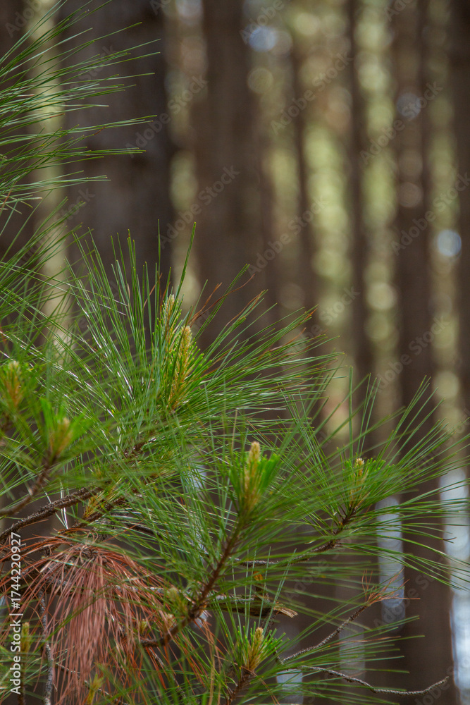 Fototapeta premium fern in the forest