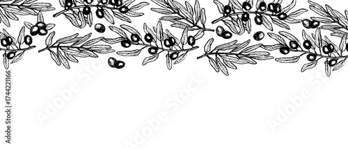 Hand drawn olive branch border frame, vintage botanical vector illustration with leaves and fruits, perfect for olive oil packaging, menu design, cosmetic labels, wedding, Mediterranean food template.