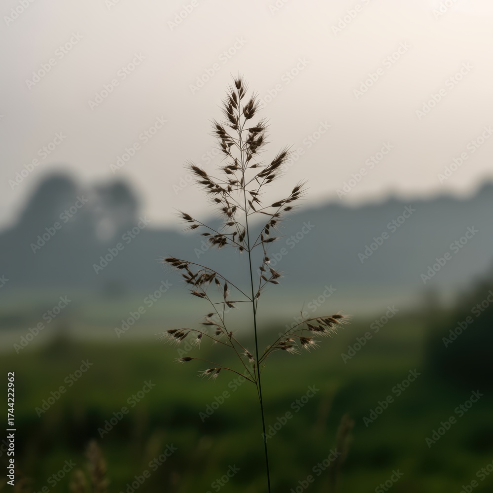 Obraz premium Single tall grass stalk with feathery seed heads in soft hazy light