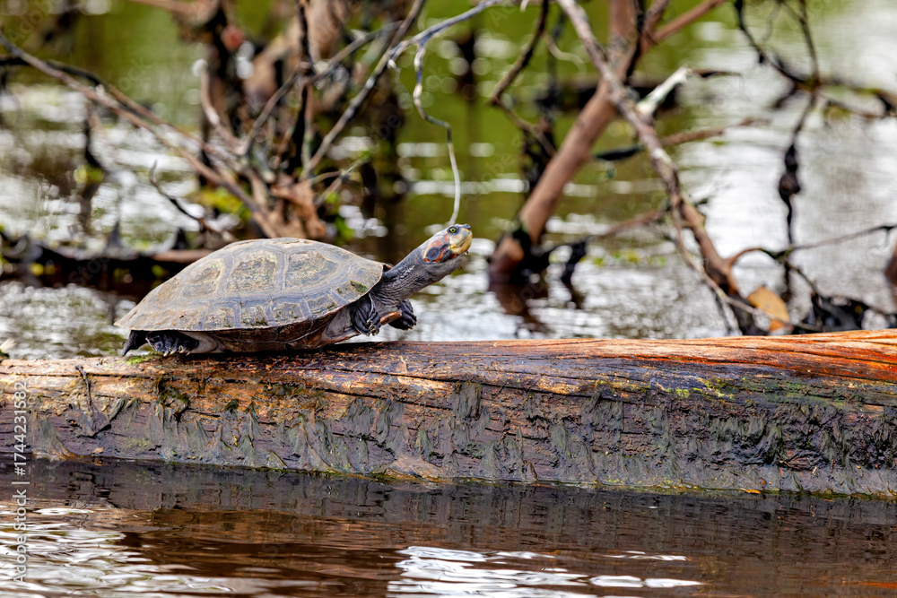 Fototapeta premium Yellow spotted river turtles (Podocnemis unifilis) in the Pampas swamps of Bolivia