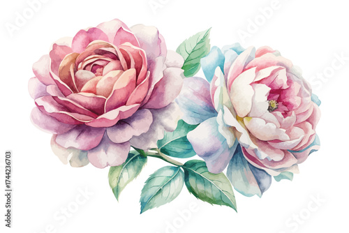 Romantic Peony and Rose Watercolor Combo vector Illustration 