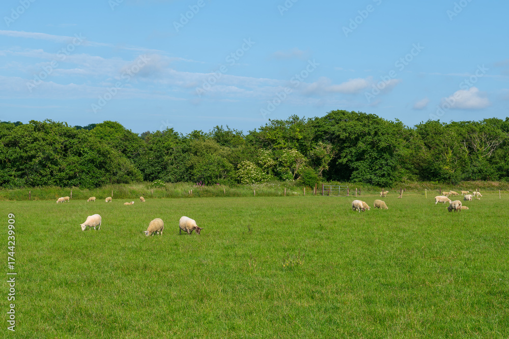 Fototapeta premium A flock of sheep grazes in a bright green field in rural West Cork. Trees line the field's edge under a blue sky.