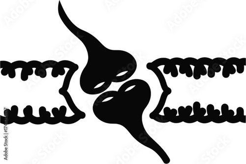 Illustration of a synapse, depicting the junction between two nerve cells for signal transmission in the nervous system
