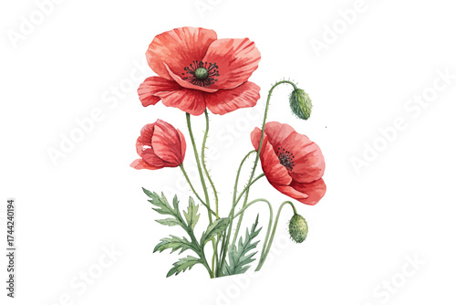 Red Poppy Watercolor Illustration for Posters Isolated on white background