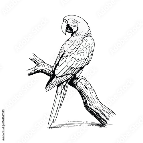 Detailed Line drawing of  parrot