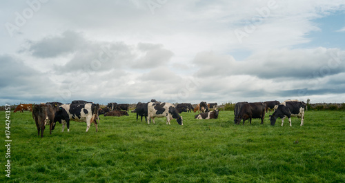 A group of cattle, mostly black and white, graze and rest in a green field under a cloudy sky in the countryside of West Cork, Ireland.