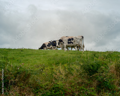 Dairy cows graze on lush green hillside in West Cork, Ireland under an overcast sky during the daytime.