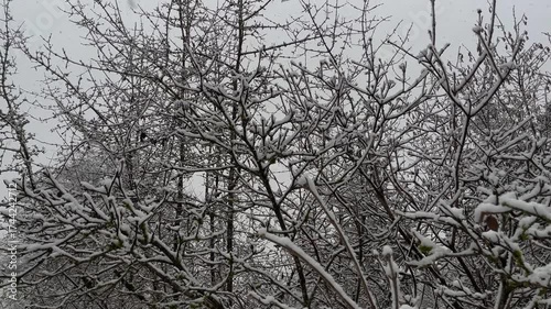 Winter Wonderland Captured in Serene Snowfall Scenes