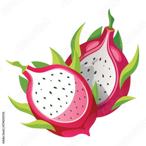 dragon fruit vector illustration