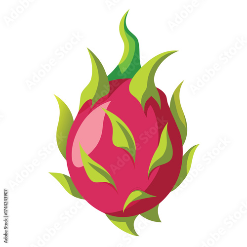 dragon fruit vector illustration