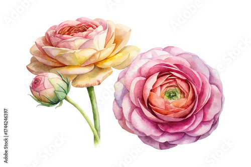 Ranunculus Watercolor Floral Clipart Set vector illustration