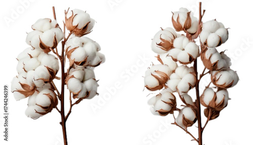 Cotton branch beauty floral still life bundle two variations isolated on transparent background PNG.