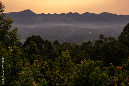 Beautiful mountain forest at sunset