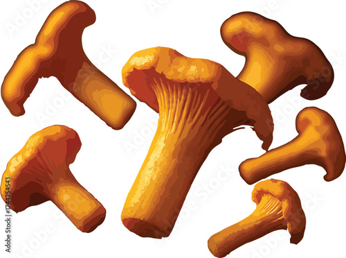 Group of golden chanterelle mushrooms on white background