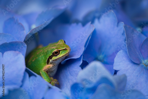 Closeup of a tiny Pacific tree frog resting in a vibrant, blue hydrangea bush
